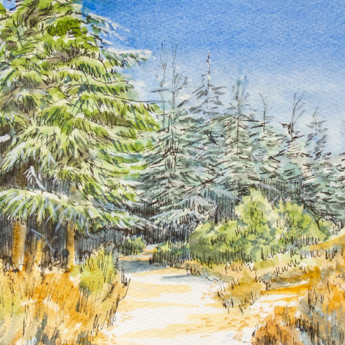 Cedar Forest - Grande Luberon 01 Thumbnail